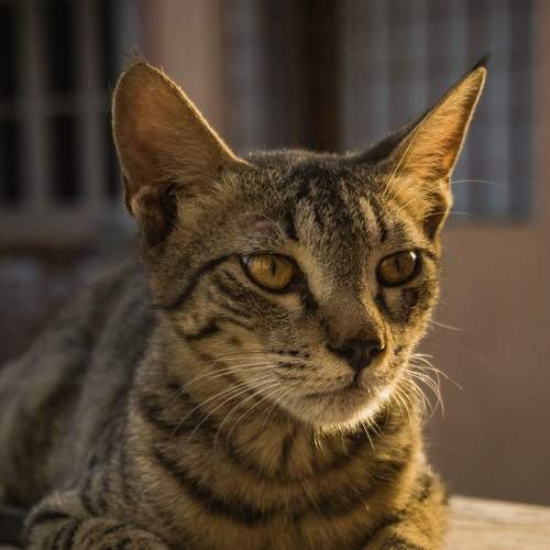 Golden Cat