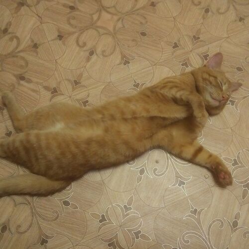 Photo #6093754