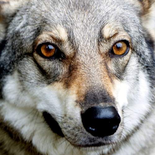 Photo #6094753