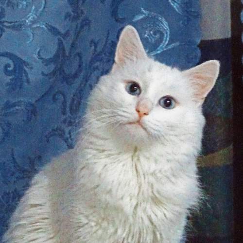 Мамин котя.