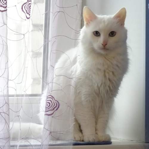 Мамин кот.