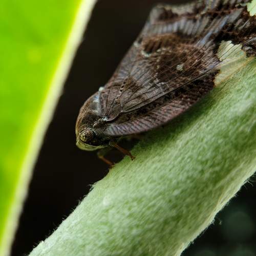When you think it's a dry leaf and suddenly spot it's eyes!