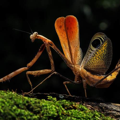Pseudempusa pinnapavonis female