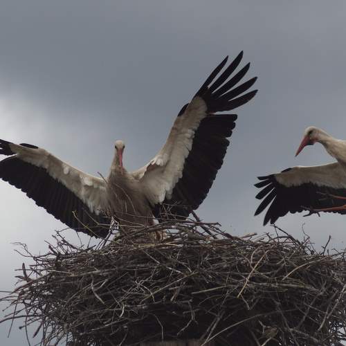 Photo #6097315