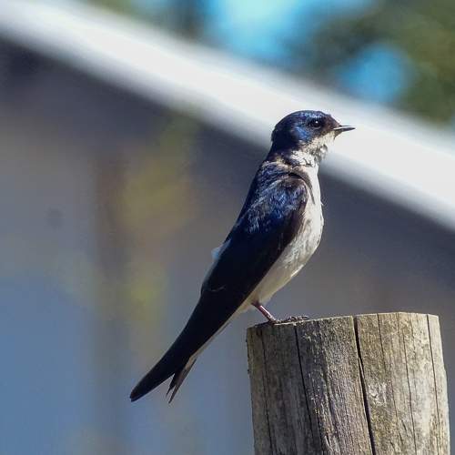 Chilean swallow sunbathing
