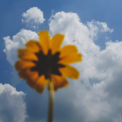 Bloom With Clouds