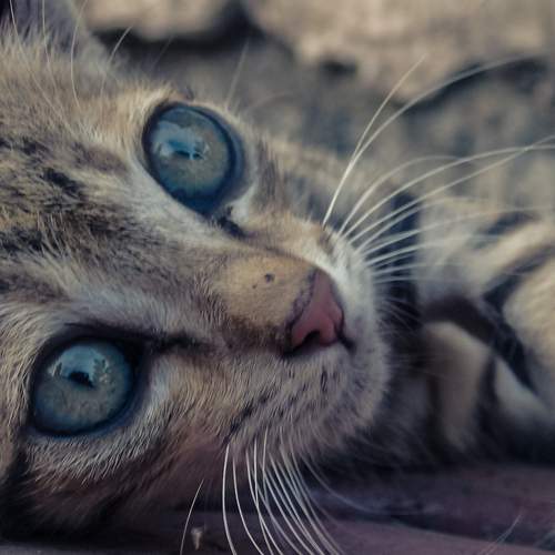 Pet