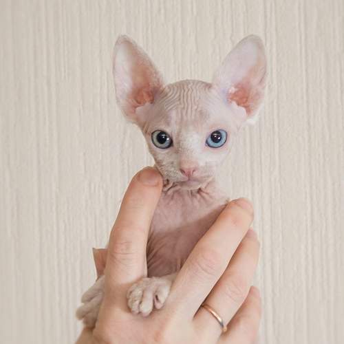 Photo #6098377