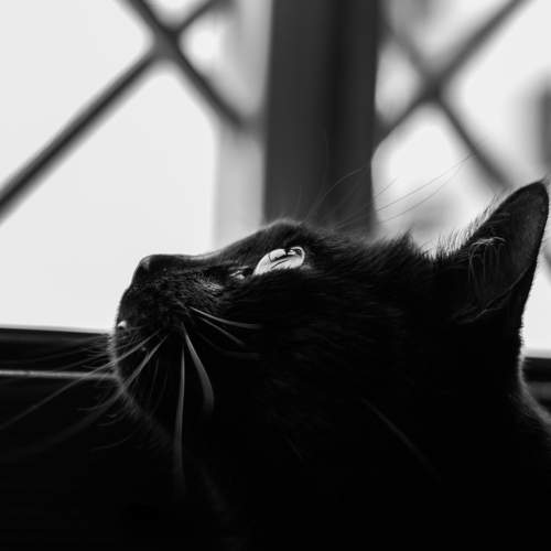 Photo #6098917