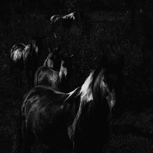 A surreal reunion of horses and donkeys