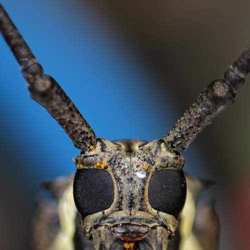 Batocera Rubus