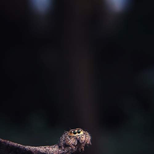 Brown Jumping Spider