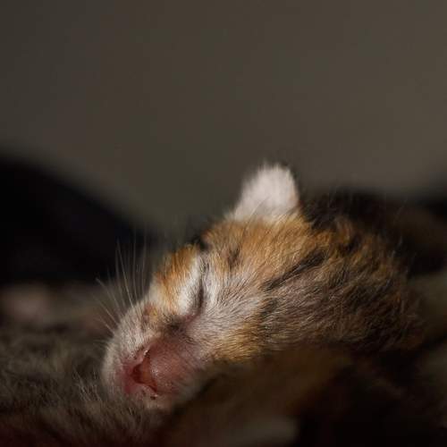 Photo #6099504