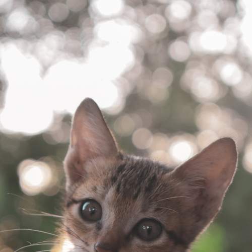 Photo #6099508