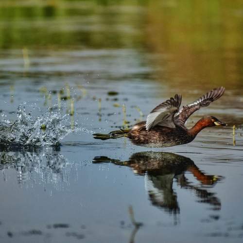 Photo #6100684