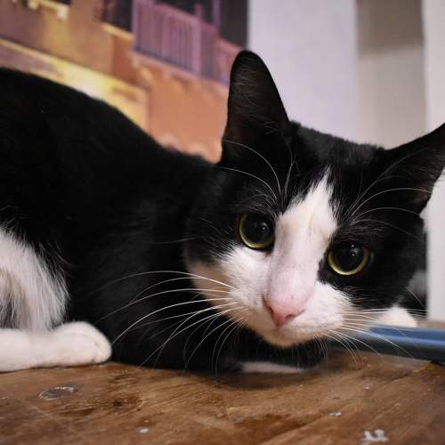 Photo #6101587