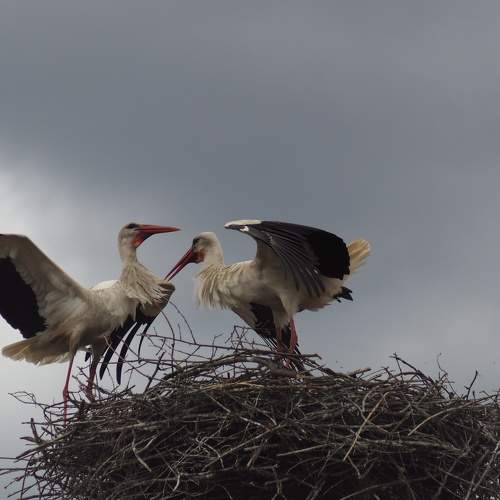 Photo #6102959