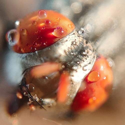 Photo #6103369