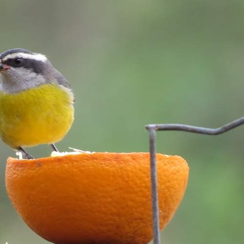Hora do lanche