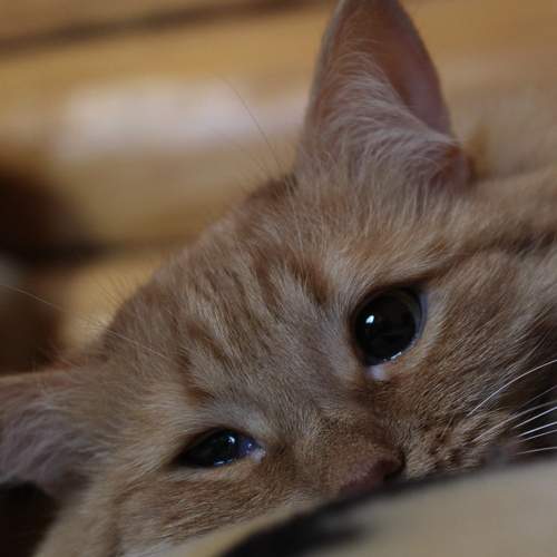 Photo #6103959