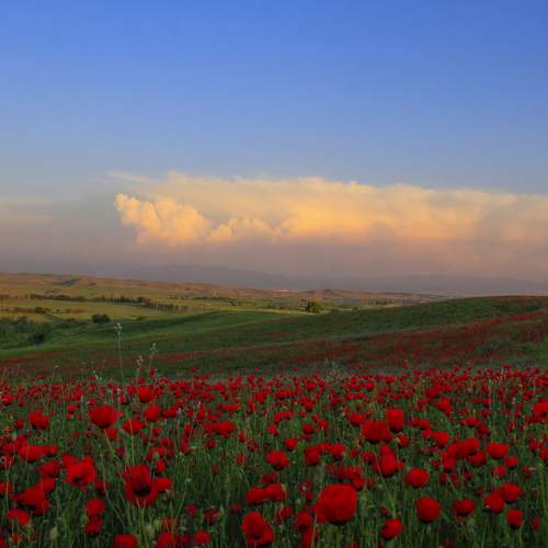 Photo #6104336