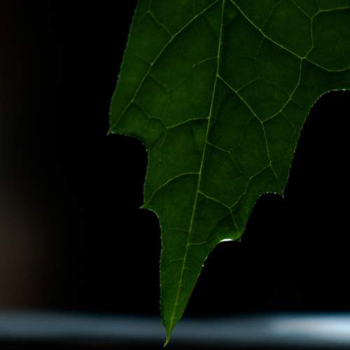 THE LAST DROP LEAVING