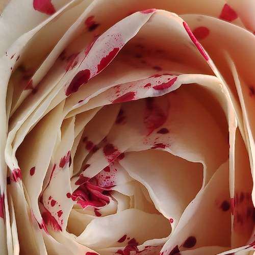 Photo #6104829