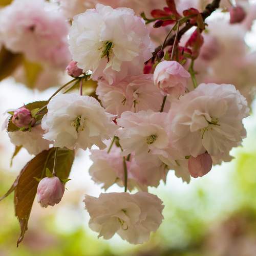 Cherry Blossoms