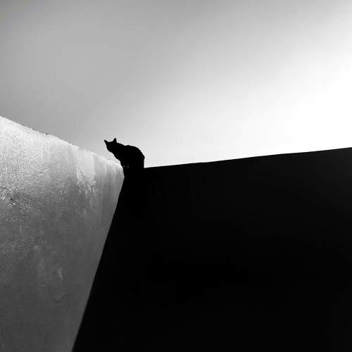 silhouette cat
