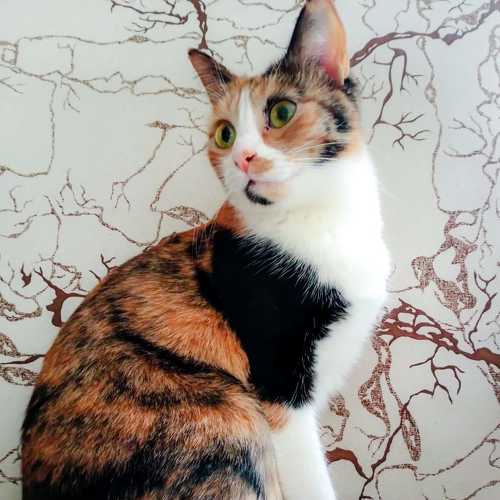 Photo #6105632