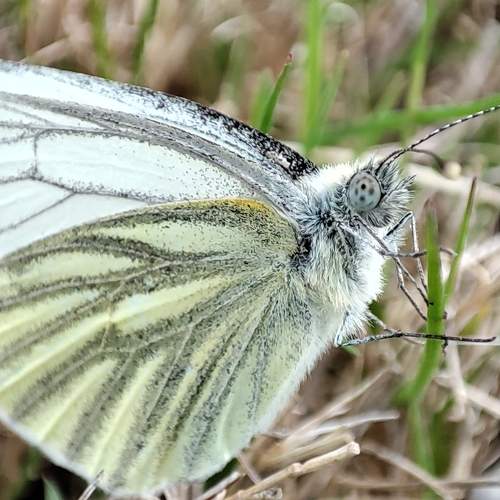 Photo #6106134