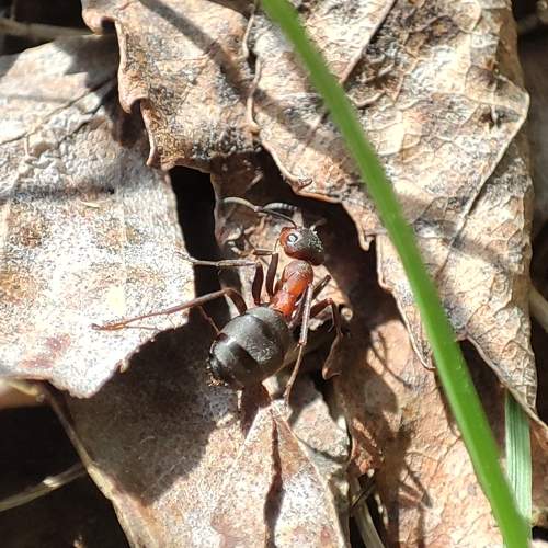 Photo #6106135