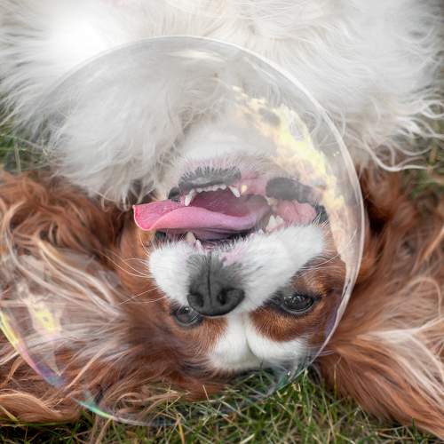 Photo #6106526