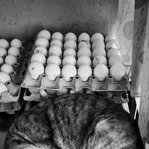 Photo #6106798