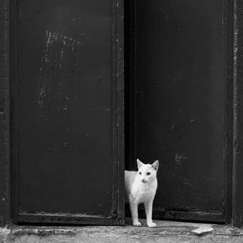The white cat