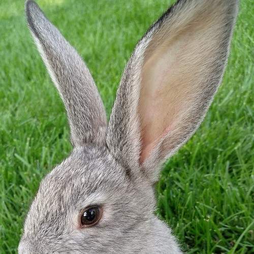 Photo #6108441