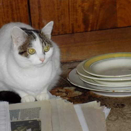 Photo #6108641