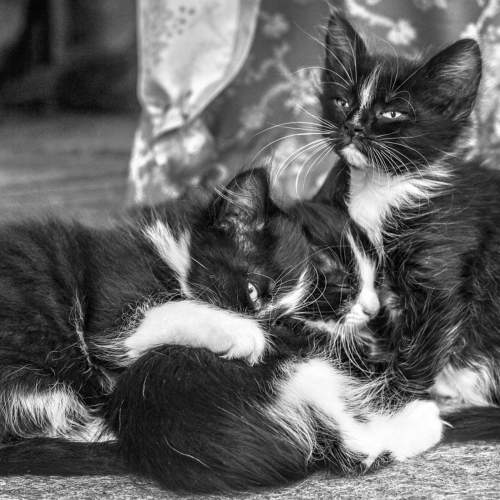 three brothers