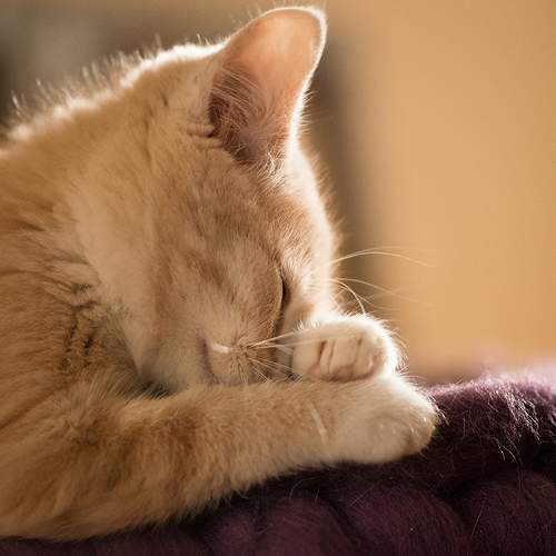 Photo #6112285