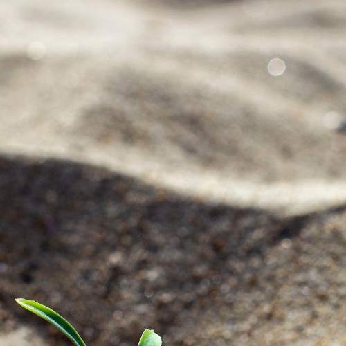 Hope
