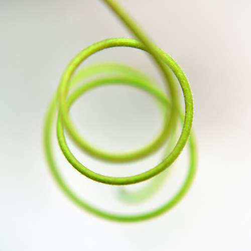 tendril