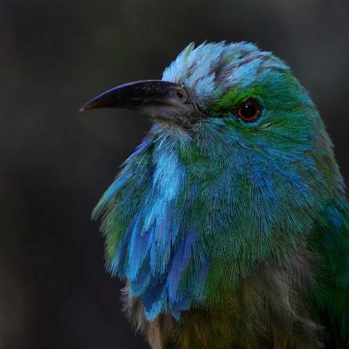 Blue Bearded Bee Eater