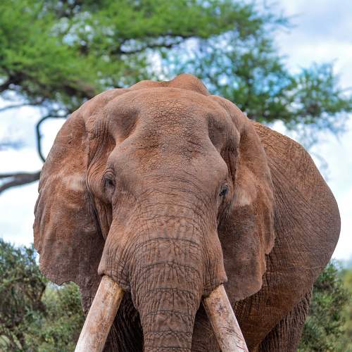 Wildlife