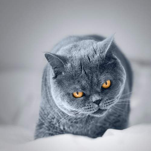 Photo #6114990