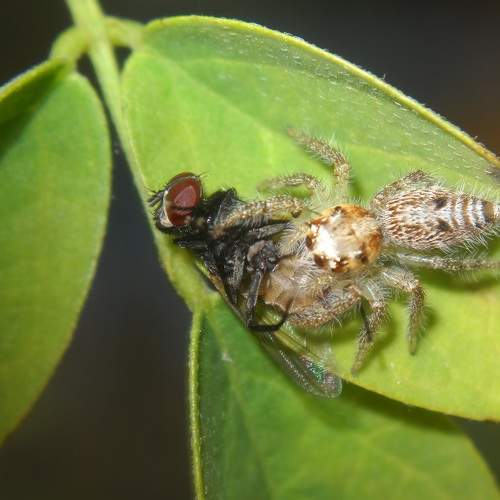Spider with it's prey
