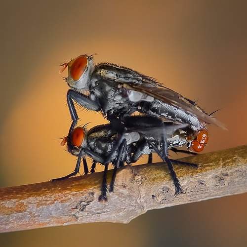Fly mating