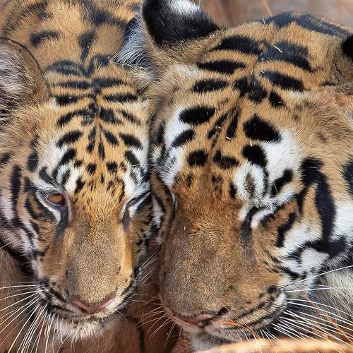 Loving Mother