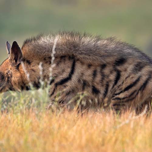 Beast in grassland