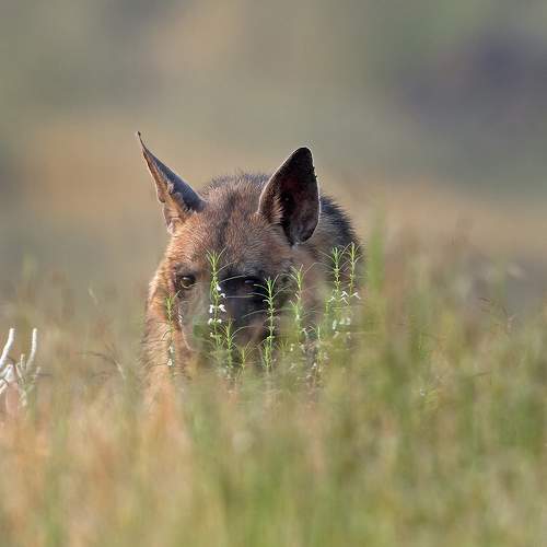 Rising Hyena