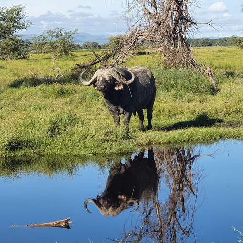 Cape buffalo